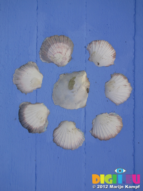 SX23685 Portmeirion shells in roof